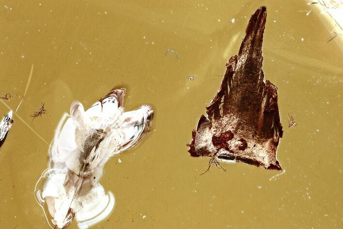 Fossil False Flower Beetle (Scraptiidae) and Flora in Baltic Amber #321759